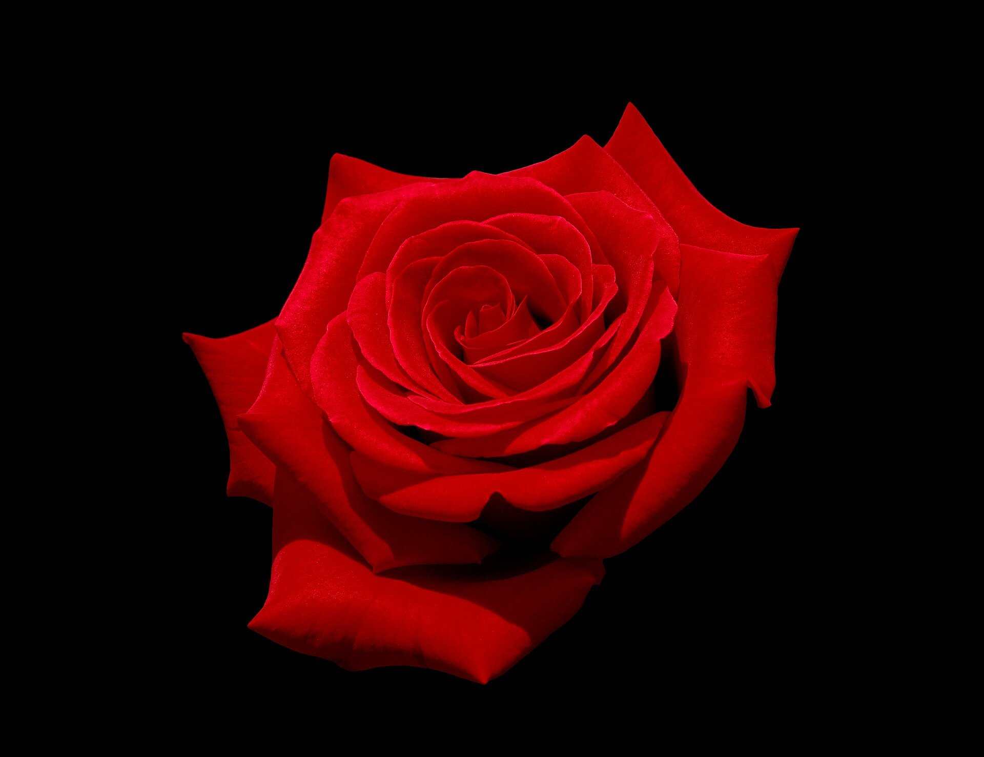 A single red rose against a black background, illustrating a Trevor L Taylor podcast episode on dating standards in the swipe era