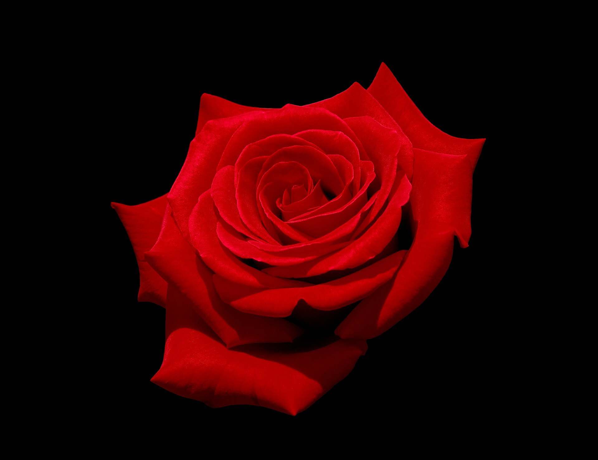 A single red rose against a black background, illustrating a Trevor L Taylor podcast episode on dating standards in the swipe era