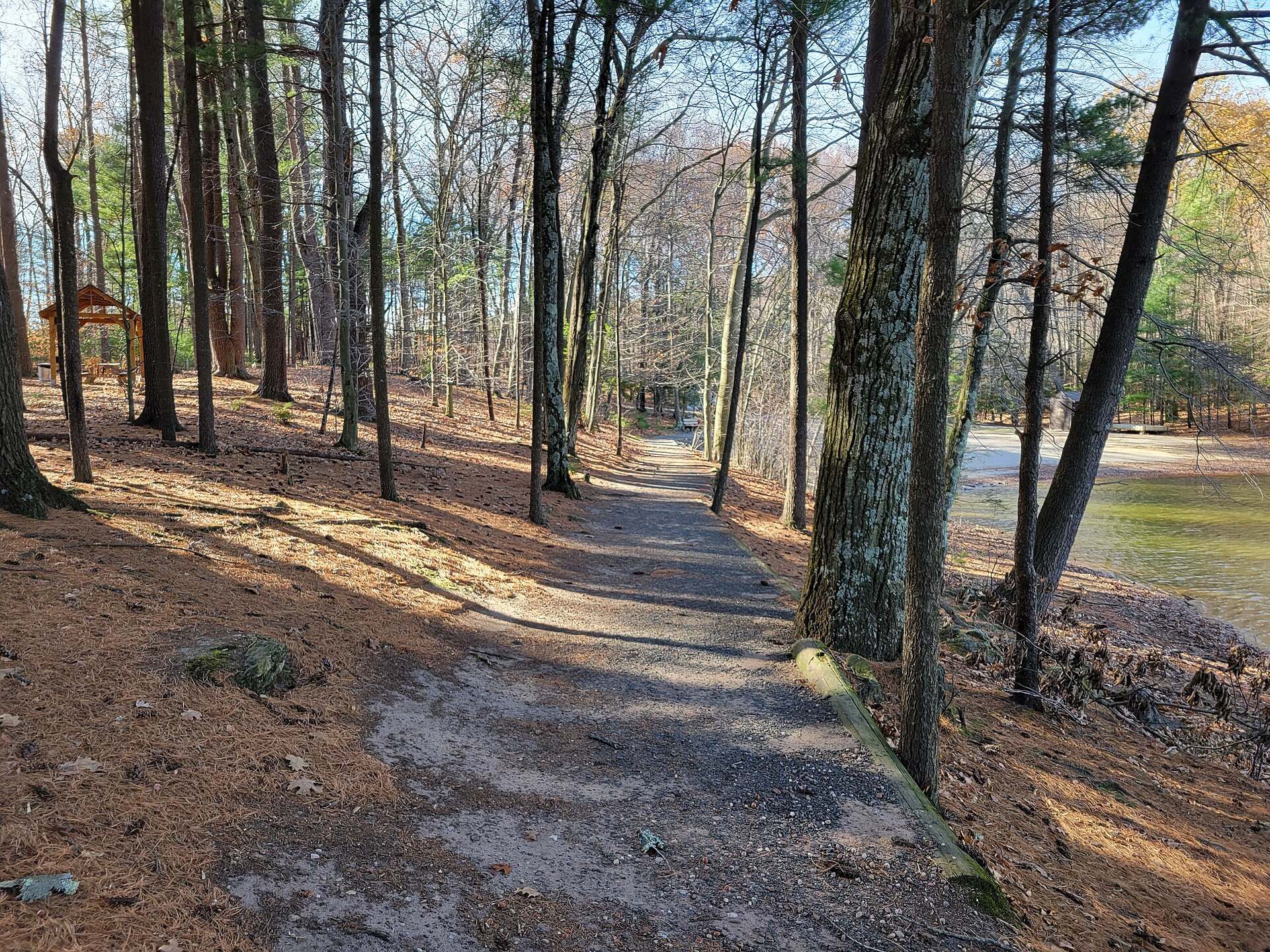 A dirt walking trail through a pine wood in morning light, illustrating a Trevor L Taylor podcast episode on starting a physical challenge