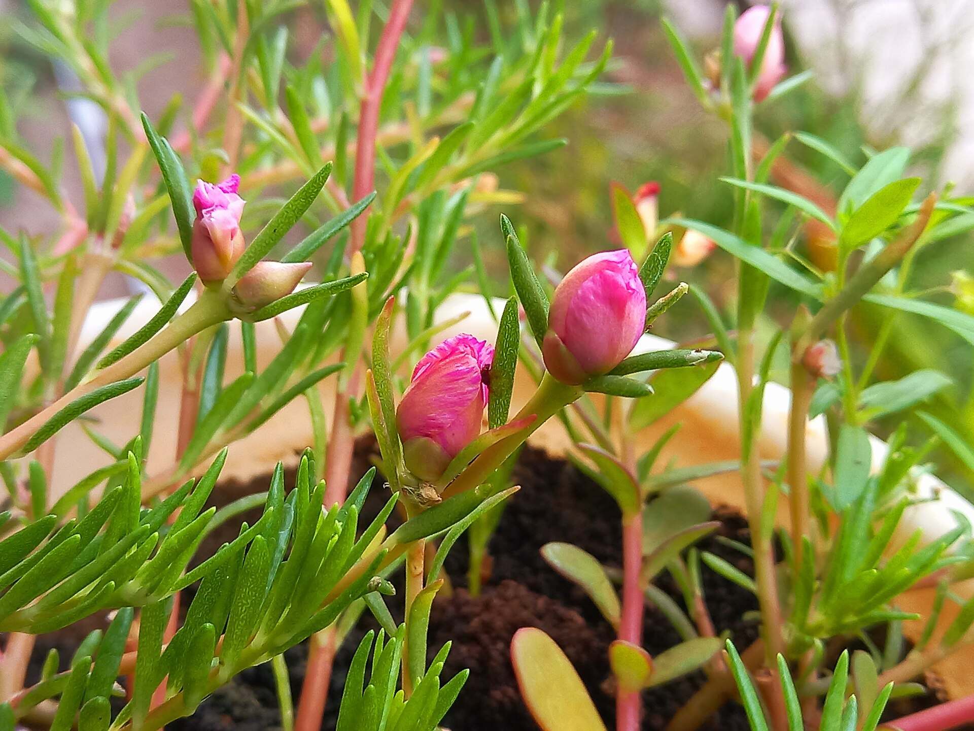 Pink rose buds opening on a green plant, illustrating a Trevor L Taylor podcast episode on how attraction evolves over time